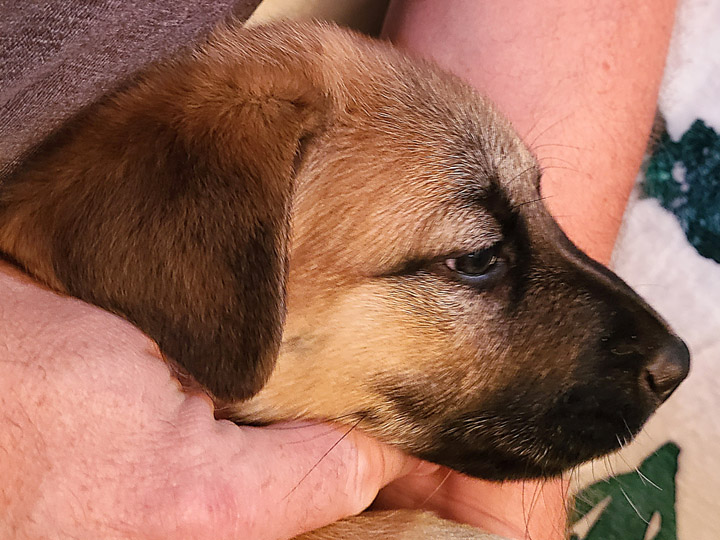 chinook puppy